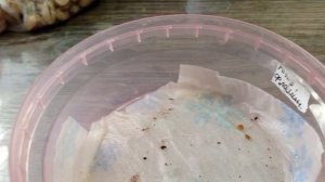 "Мутные" конторы по продаже семян на маркетплейсах.Кто виноват Продавец? Упаковщик?Или все таки...