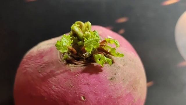 Посадили деда а не редьку Что выросло, то выросло смотреть онлайн