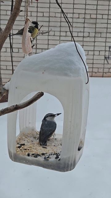 1249.mp4Поползень