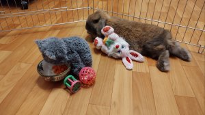 Кормление и питание моего кролика ОСНОВНОЕ. О возрасте кролика.