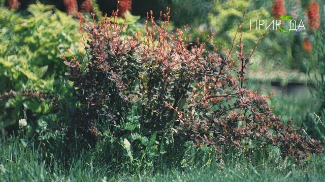 Природа. Барбарис_3 смотреть онлайн