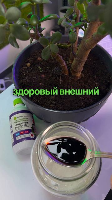 После этой подкормки растения делают это