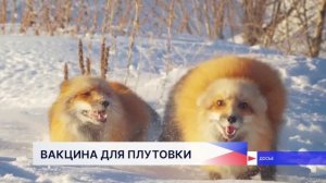 Вакцина от бешенства разложена вокруг корпуса «Школы 800» после появления лис в микрорайоне