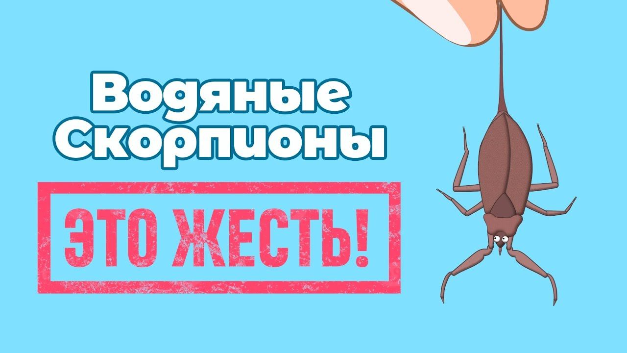 Водяной скорпион: Опасный житель наших водоёмов. Жалит больно нападает внезапно! Мультфильм