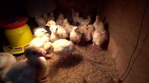 Влог от 10.03.2022