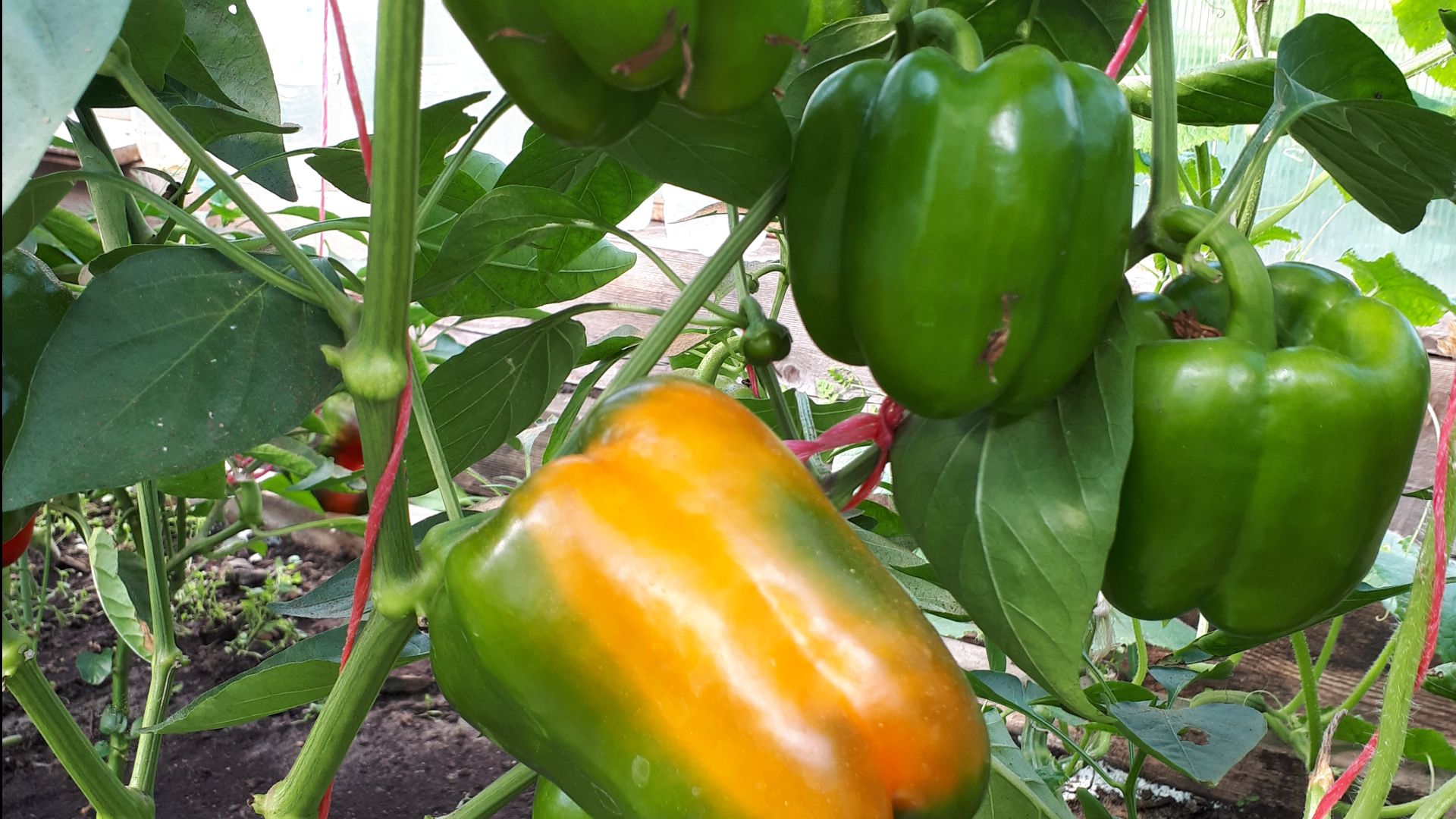 2218. Сегодня сею перцы.