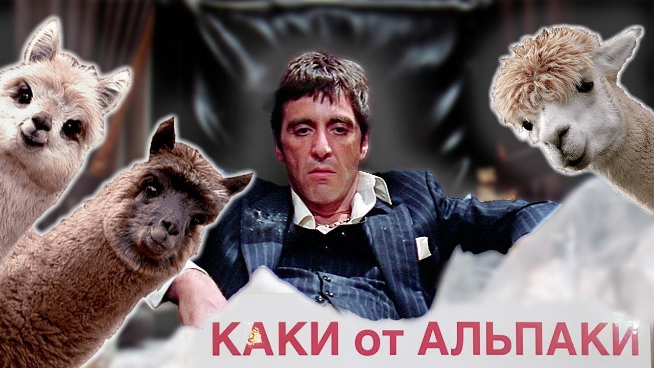 Как сделать бизнес из альпаки  Обзор фермы Российские альпаки