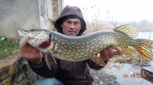 Крупная щука зимой на больших прудах.