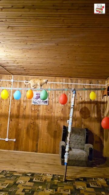 Маленький Рыжуля-Прыжуля пошёл вместо мамули переделывать шабашку 💪😻👍❤️😽 Маленький Рыжуля-Прыжуля пошёл вместо мамули переделывать шабашку 💪😻👍❤️😽