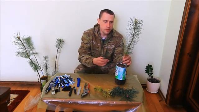 Прививка сосны обыкновенной смотреть онлайн