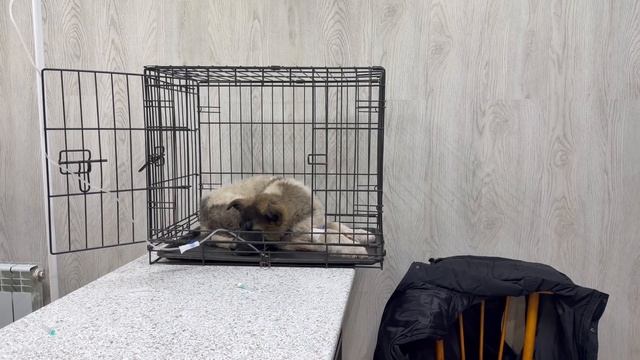 Привезли спасенных щенков в ветклинику смотреть онлайн