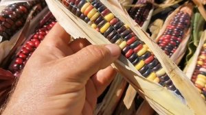 Просто ОБАЛДЕННЫЕ цвета кукурузы! Цветная Кукуруза Ацтеков — Multicolor Aztec Corn