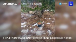 В Крыму заготавливают семена хвойных лесных пород