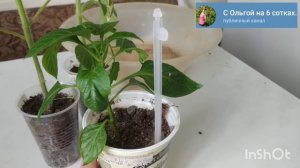 Перец перерастает? Необычный способ сдерживания роста рассады перца.