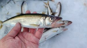 Зимняя рыбалка на корюшку зубатка |  Много рыбы зубарь | Остров Сахалин | Дальний восток