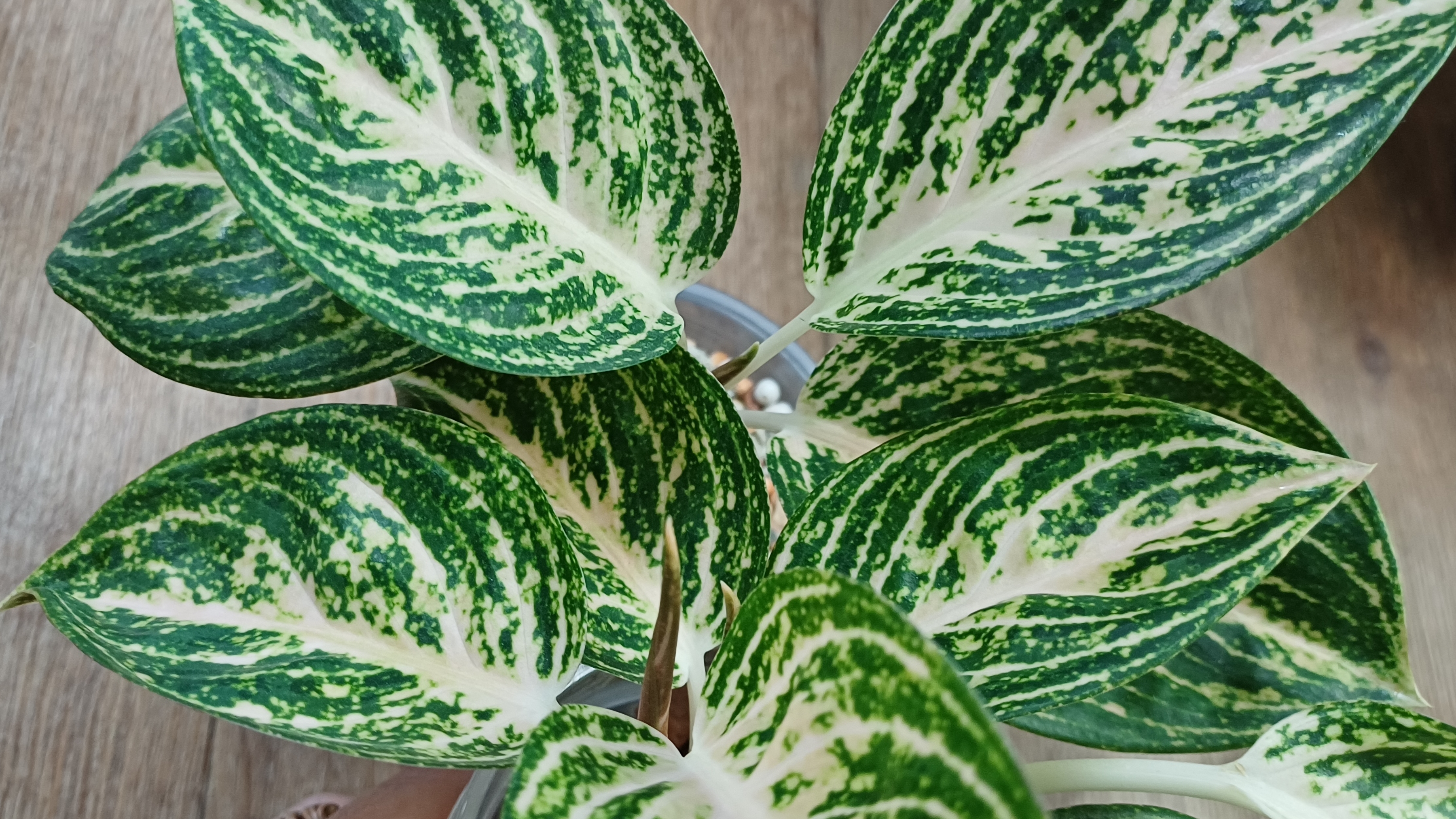 Комнатные растения🌿❤️ Дела цветочные🤗 смотреть онлайн