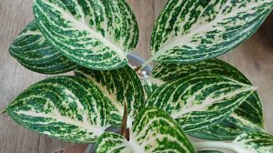 Комнатные растения🌿❤️ Дела цветочные🤗