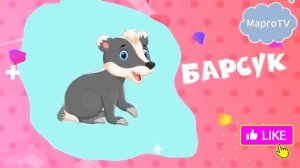 Кто в вольере живёт? 🦊🐧 Морские котики, лесные жители и другие! Чем их угощают в зоопарке?