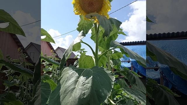 Подсолнух! смотреть онлайн