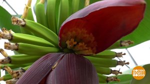 Якутские огурцы и сочинские бананы. Доброе утро. Фрагмент выпуска от 10.02.2026