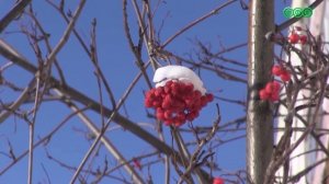 В Башкирии ожидаются морозы до минус 32 градусов