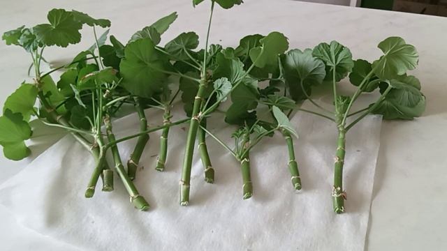 Готовим Пеларгонию, Герань к весне смотреть онлайн