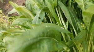 Посадил дед МИБУНУ выросла она большая пребольшая! Что посадить в июле на огороде!