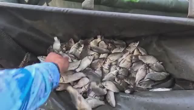 Стратегия ловить карася была победной, рыбалка на донку