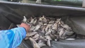 Стратегия ловить карася была победной, рыбалка на донку