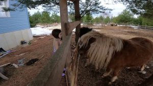 2024 Апрель Пони от шерсти к грязи