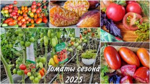 Томаты сезона 2025 / обзор + дегустация