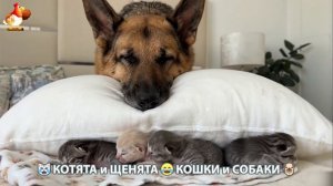 Котята и щенята 🐈🐶 Кошки и собаки 🤗 Милое видео про животных (94)