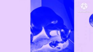 Мемы про котов in chorded