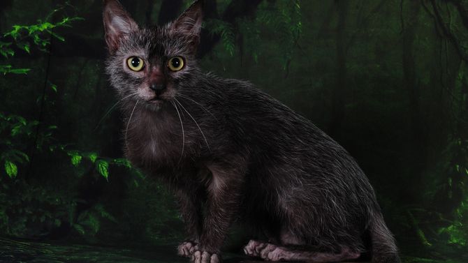 Ликой кошка