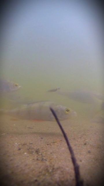 Что такое Мормышинг? Присоединяйтесь!  мормышинг