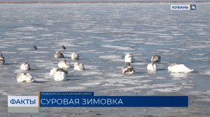 Эксперты рассказали, как помочь замерзающим во льдах лимана на Кубани лебедям