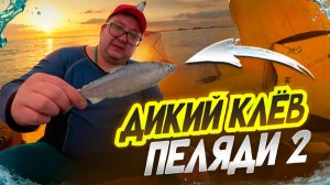 ДИКИЙ КЛЕВ ПЕЛЯДИ ЗИМОЙ. ПОЧЕМУ ПЕЛЯДЬ НЕ КЛЮЕТ? ГЛАВНЫЙ СЕКРЕТ РАСКРЫТ. ЗИМНЯЯ РЫБАЛКА 2026.