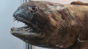 Много корюшки | Корюшка Зубарь | Зимняя отличная рыбалка | Остров Сахалин | Дальний восток