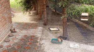 рубрика, архивные видео про бельчат