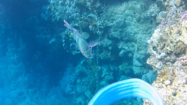 1000036623.mp4 смотреть онлайн