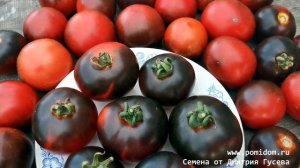 Помидоры Черная Бабочка — Black Butterfly Tomato.