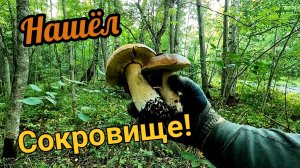 Ух красавцы грибочки!