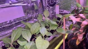 Взошли семена Бузульника