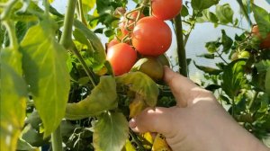 Распаковка, разочарование в «Пятерочке». Помидоры на ветке, выращивание.