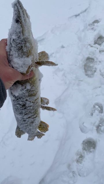 Сысертское