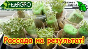 🍅 РАССАДА БЕЗ ЗЕМЛИ: чисто, быстро и без болезней! Эти способы сэкономят ваше время и место.