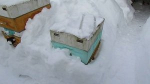методика осмотра пчел в феврале , вчера очистил от снега, сегодня осмотр, 9.02.2026