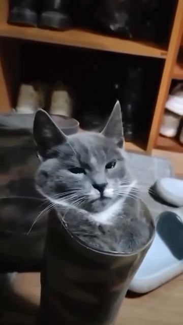 Кот в сапогах смотреть онлайн