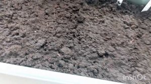 Мои цветы. Обзор по всходам.