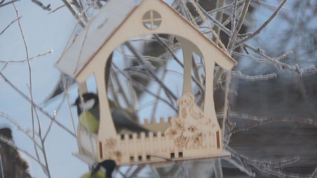 DSCN8063Подкармливаем птиц . смотреть онлайн